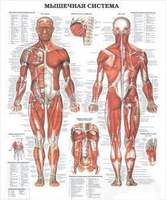 Плакат Строение мышечной системы человека, 100х140 см, А0+, двухстороннее ламинирование