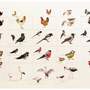 Набор магнитных карточек "Загадки-отрицания" (птицы) (Арт. 2063)
