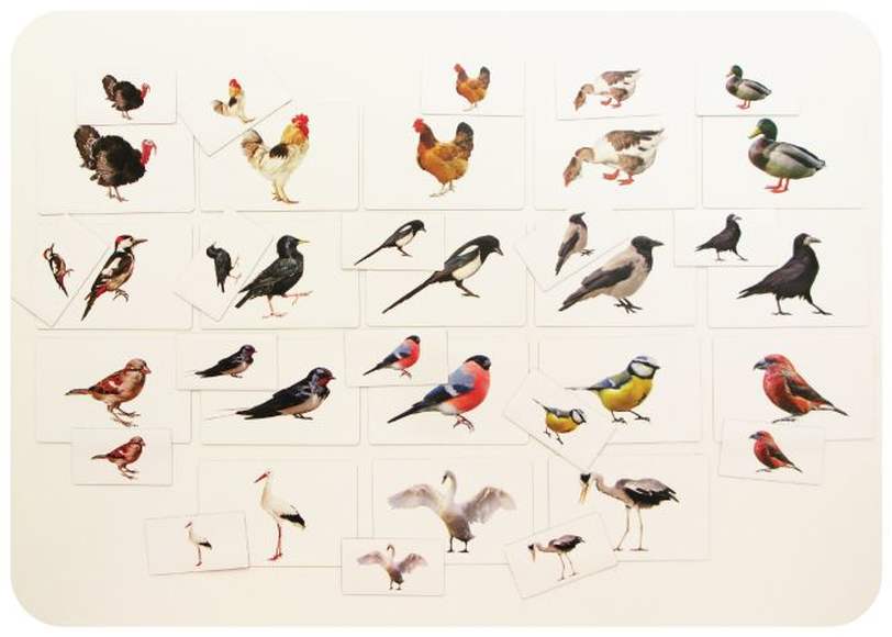 Набор магнитных карточек "Загадки-отрицания" (птицы) (Арт. 2063)