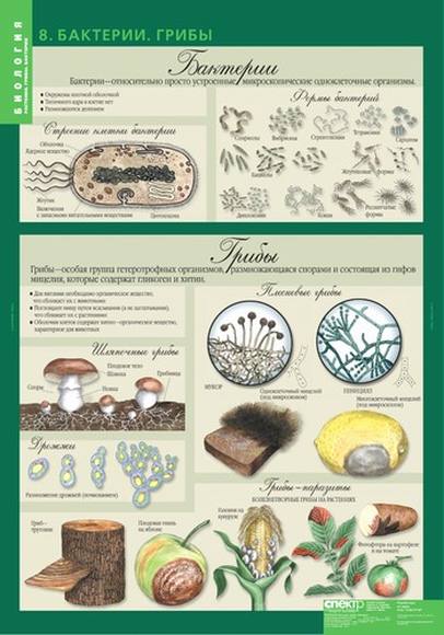 Комплект таблиц. Биология 6 класс. Растения, грибы, лишайники (14 таблиц)