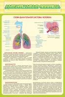 Стенд для кабинета биологии и экологии "Дыхательная система", 0,6x0,9 м, без карманов