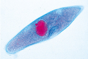 Простейшие (Protozoa) – слайды с надписями на английском языке / 1003960 / W13030