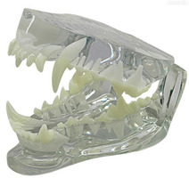 Прозрачная модель челюсти собаки (Canis lupus familiaris) / 1019592 /