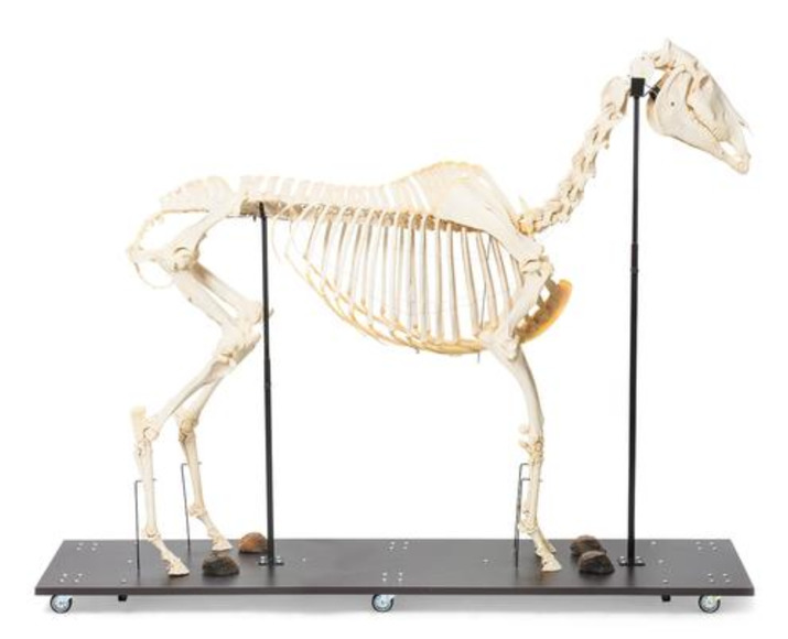 Препарат «Скелет коня (Equus ferus caballus)»  / 1021003 / T300141M