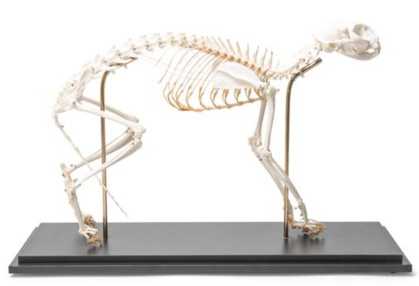 Препарат «Скелет кошки (Felis catus)», гибко собранный / 1020970 / T300391