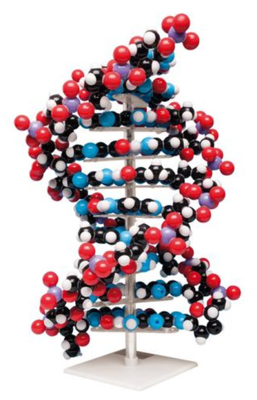 Большая модель ДНК / 1020358 / W19755