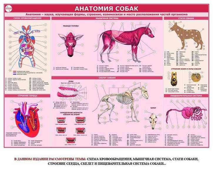 Комплект из 10 плакатов  Кинология, 1000х700 мм  (бумага, 150 гр./кв. м)