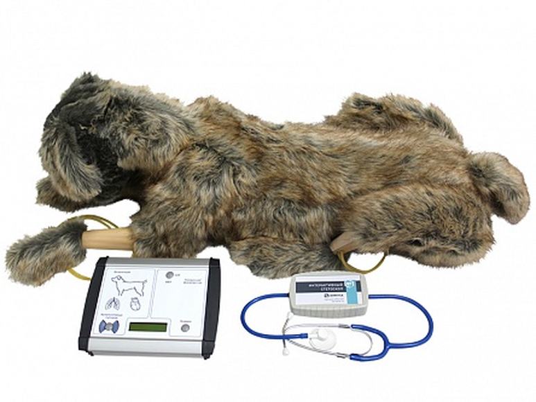 Тренажер для проведения сердечно-легочной реанимации у собак и процедуры плевральной пункции при гид