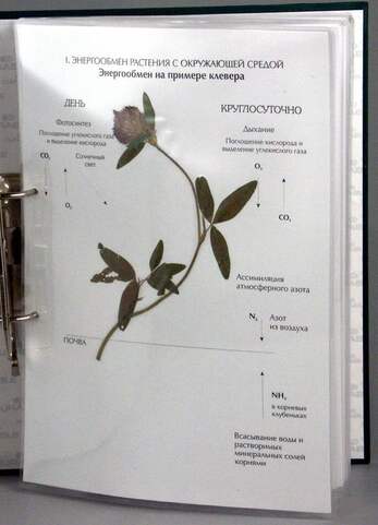 Гербарий к курсу основ общей биологии (20 листов) (лам.) формат А-4