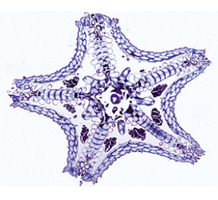 Иглокожие (Echinodermata), мшанки (Bryozoa) и плеченогие (Brachiopoda) – слайды с надписями на англи