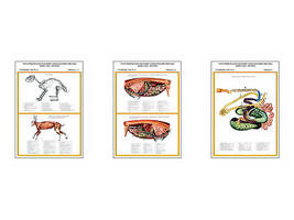 Плакаты ПРОФТЕХ "Топограф. анатомия. Кролик. Туловище" (3 пл, винил, 70х100)