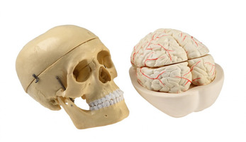Модель мозга в разрезе