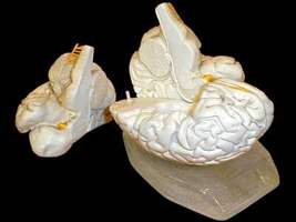 Модель "Мозг в разрезе" (белый)