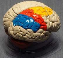 Модель "Мозг в разрезе" (раскрашенный)