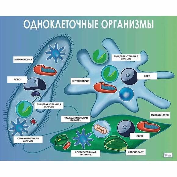 Плакат магнитный «Одноклеточные организмы»