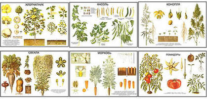 Плакаты ПРОФТЕХ "Классификация растений" (10 пл, винил, 70х100)