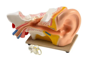 Модель уха