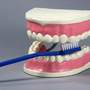 Модель "Гигиена зубов"