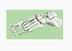 Скелет стопы левая (демонстрационная модель)