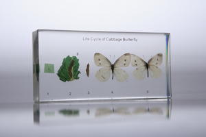Коллекция "Развитие бабочки" (в прозр. пластике)