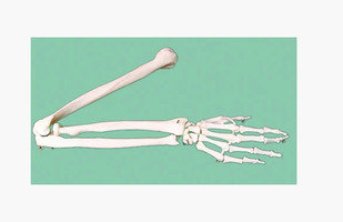 Скелет верхней конечности левая (демонстрационная модель)