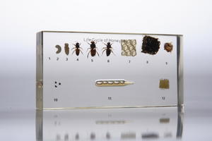 Коллекция "Развитие медоносной пчелы" (в прозр. пластике)