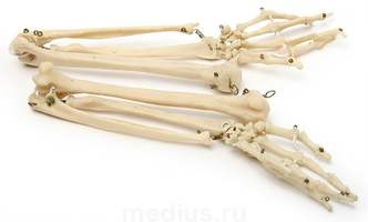 Скелет верхних конечностей человека (левая + правая)
