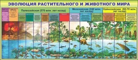 Стенд для кабинета биологии и экологии "Эволюция растительного и животного мира", 1,6x0,7 м, без кар