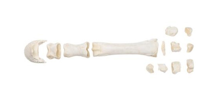 Пястные кости млекопитающего / 1021067 / T30068