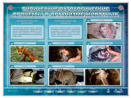 Интерактивный стенд "Типические патологические процессы в организме животных"