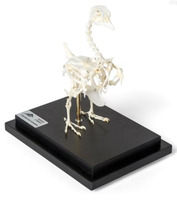 Препарат «Скелет голубя  (Columba livia domestica)» / 1020982 / T300071