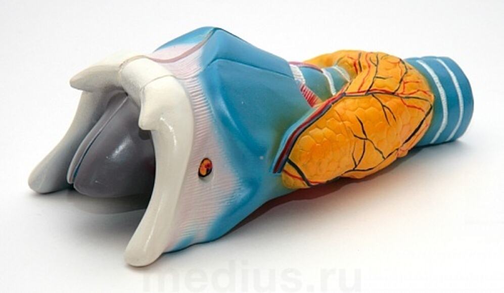 Модель гортани в разрезе (24x12x9 см)