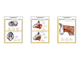 Плакаты ПРОФТЕХ "Топограф. анатомия. Кошка. Голова и шея" (3 пл, винил, 70х100)
