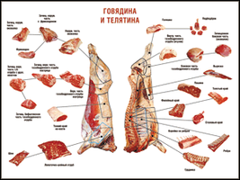 Учебные плакаты/таблицы Правила разделки мясных туш  Говядина и телятина 100x140 см см, (винил)