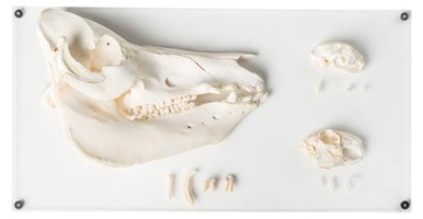 Типы зубов разных млекопитающих (Mammalia), версия Deluxe / 1021046 / T300292