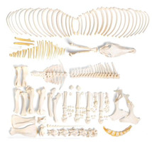 Скелет коня (Equus ferus caballus), разобранный  / 1021005 / T300141MU