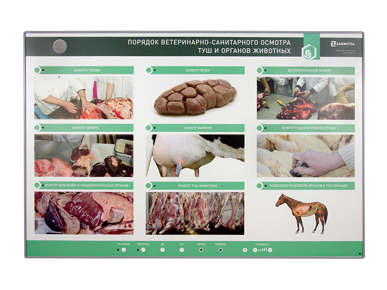 Электрифицированный стенд "Порядок ветеринарно-санитарного осмотра туш и органов животных"