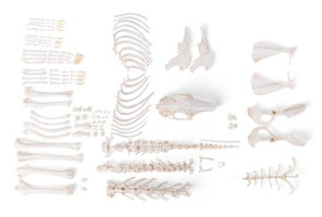 Скелет кролика (Oryctolagus cuniculus var. ), разобранный / 1020986 / T30008U