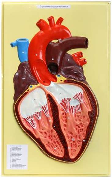 Сердце человека (1 планшет, 42х66 см)