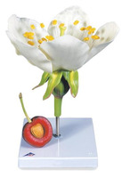 Модель цветка и плода черешни (Prunus Avium) / 1020125 / T210191