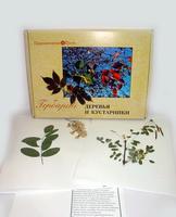 Гербарий "Деревья и кустарники" (20 видов) формат А-3