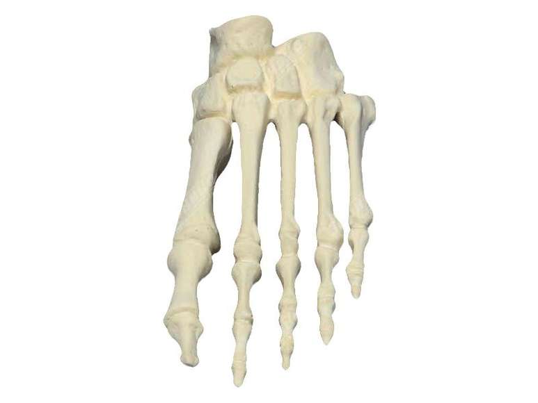 Модель скелета стопы человека