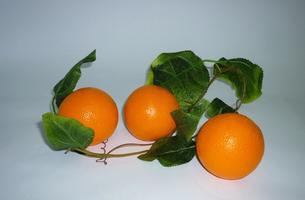 Ветка муляжей "Апельсины"
