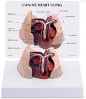 Модель сердца и легкого собаки (Canis lupus familiaris) / 1019586 /
