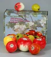 Муляжи Дикая форма и культурные сорта яблони