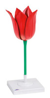 Тульпа (Tulipa gesneriana) / 1017832 / T210101