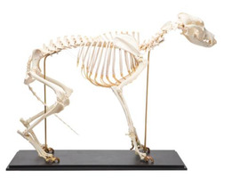 Препарат «Скелет собаки (Canis lupus familiaris)», размер L / 1020989 / T300091L