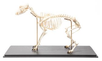Препарат «Скелет собаки (Canis lupus familiaris)», размер L, гибко собранный / 1020991 / T300401L