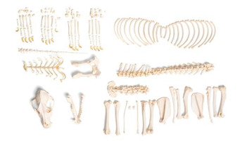 Препарат «Скелет собаки (Canis lupus familiaris)», размер L, разобранный / 1020993 / T300091LU