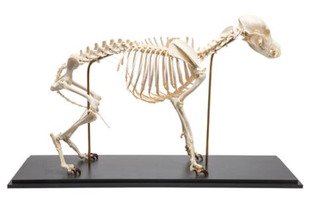Препарат «Скелет собаки (Canis lupus familiaris)», размер M / 1020988 / T300091M